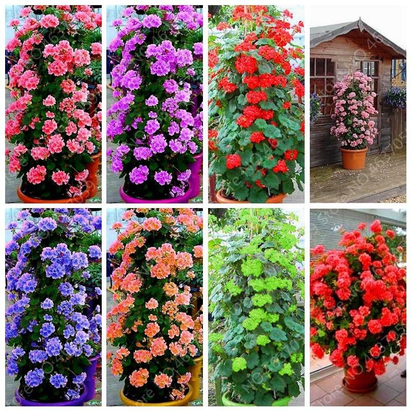100 pcs Rare Climbing Geranium Pelargonium Peltatum Tree Bonsai Perennial Flower Indoor Rooms Garden Potted Plant Easy Grow