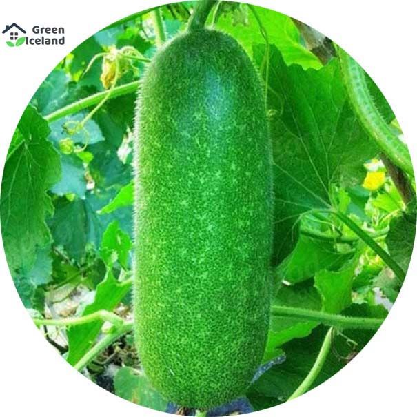 30 Pcs Natural Chalkumra Seeds (চালকুমড়া বীজ)