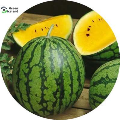 Global Sweet Yellow watermelon Bonsai Seeds - 10 Pcs Seeds