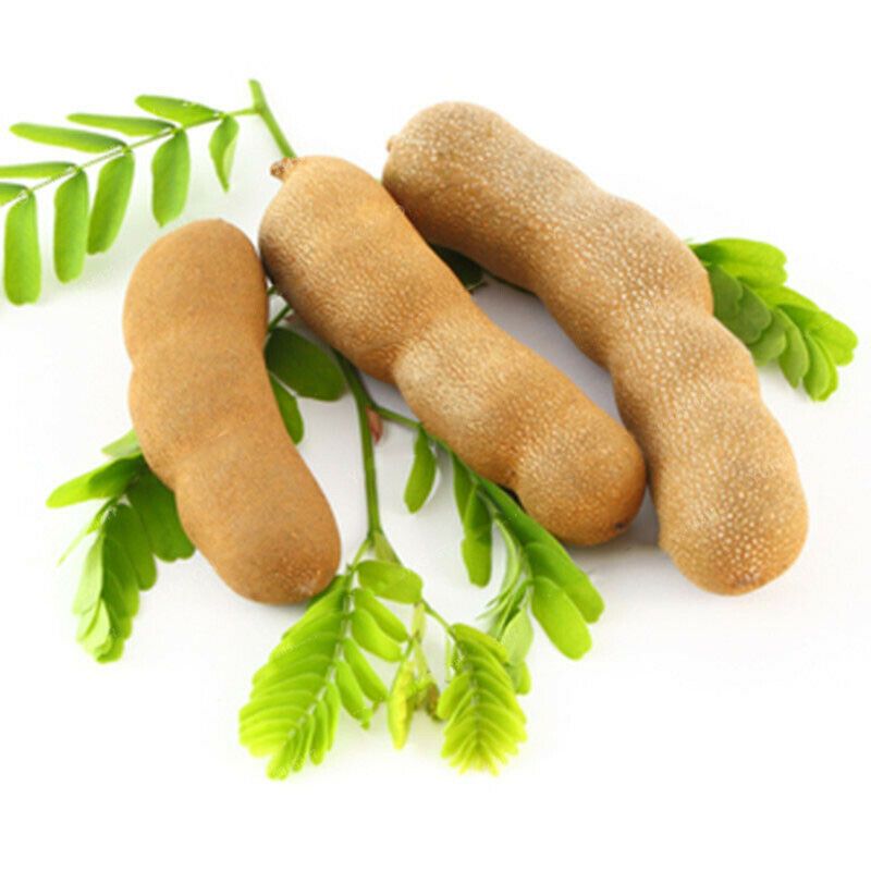 10 Pcs Global Sweet Tamarind Fruit Bonsai Seeds (মিষ্টি তেতুল বীজ) - 10 Pcs Seeds