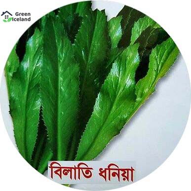 50 পিস গ্লোবাল গার্ডেন/টব বিলটি ধনিয়া বীজ