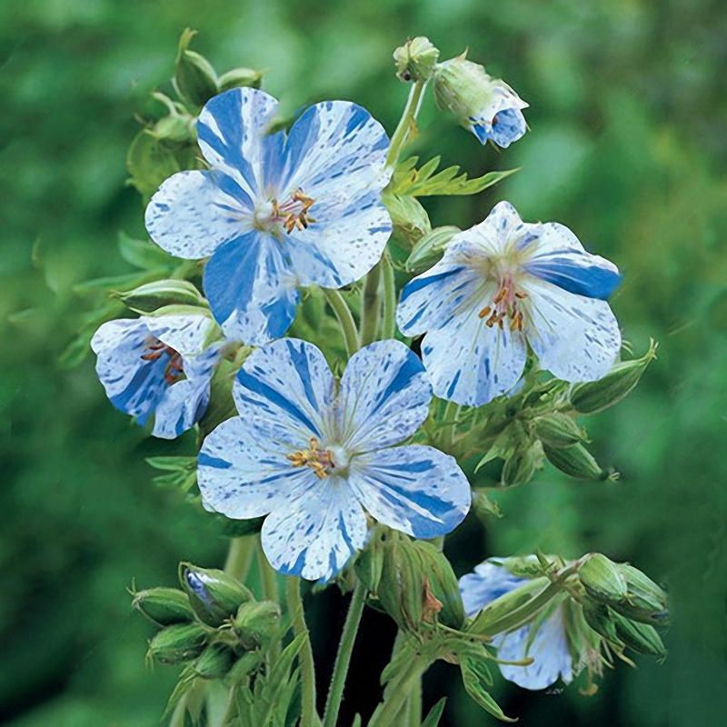 50 PCS Geranium Seed Garden Potted Flower Seeds Perennial Courtyard Balcony Outdoor Plant