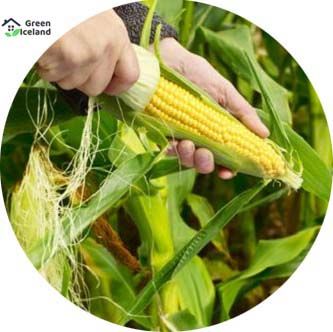All Season Sweet Corn Seeds (ভুট্টা বীজ) - 30 Pcs Seeds