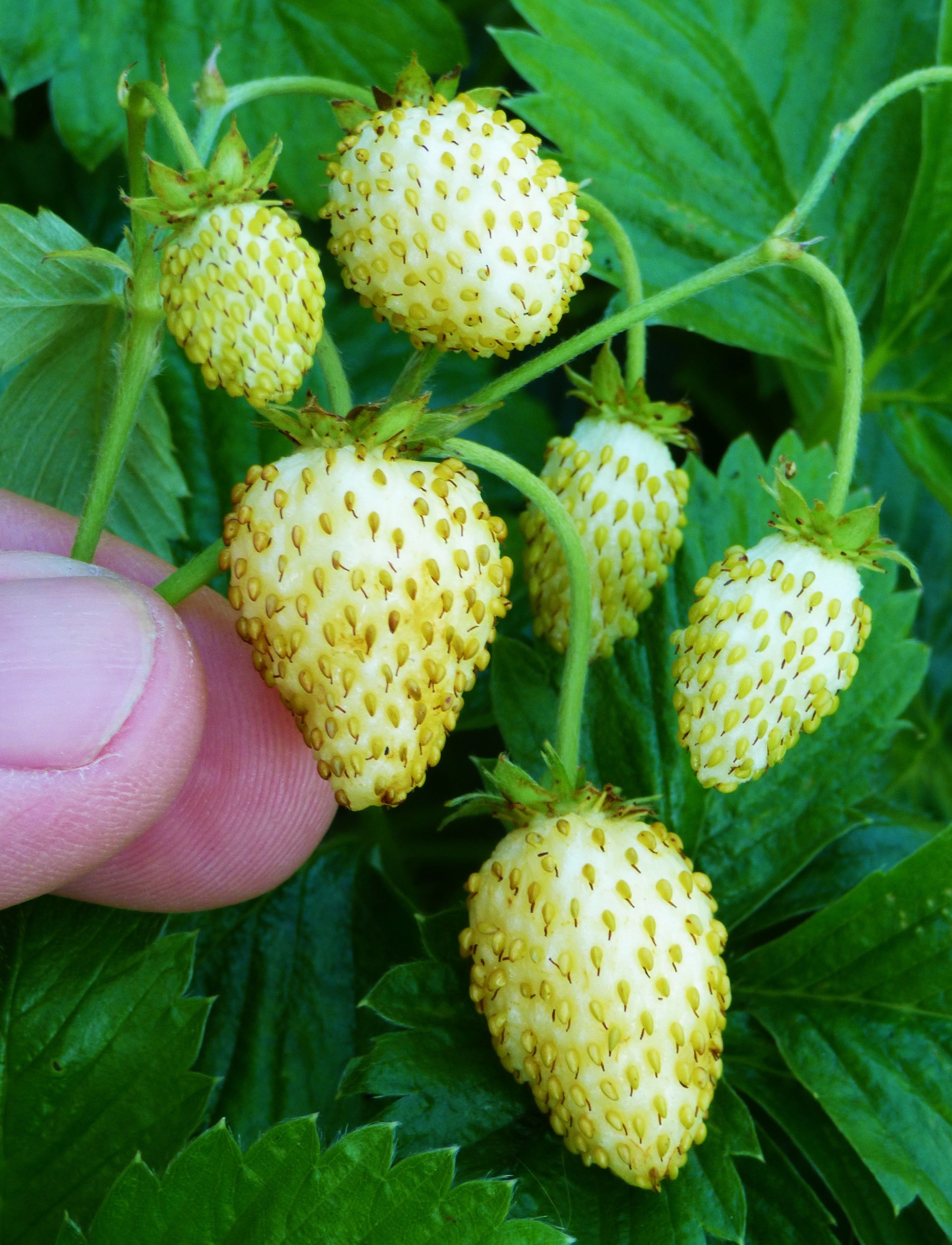 Organic Green Strawberry Seeds (Seeds) - 20 Pcs Seeds