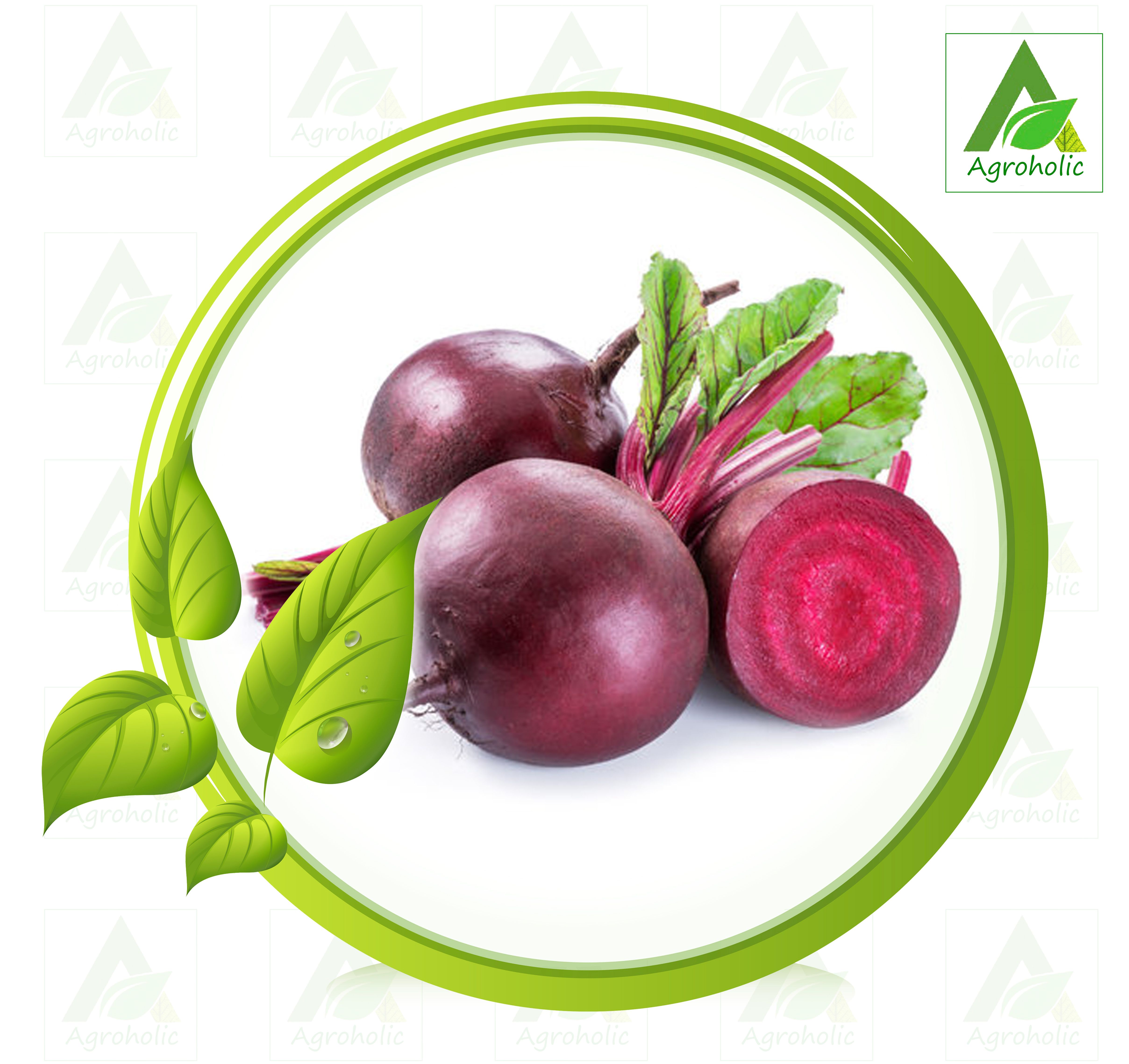 Hybrid Beetroot Vegetable Seed (Re-Packet) - 2 gm