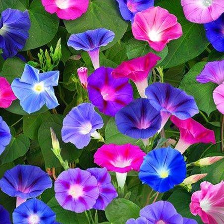 Morning Glory Flower Bonsai Seeds All Season  - 20 Pcs Seeds
