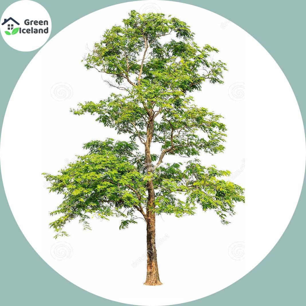 Scented Rosewood Tree Seeds - 50 Pcs Seeds