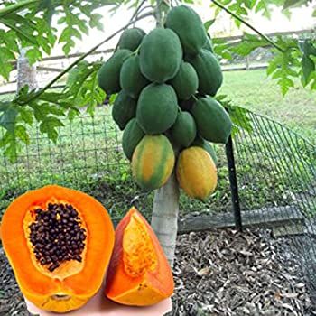 Red Lady Papaya)  15 pce