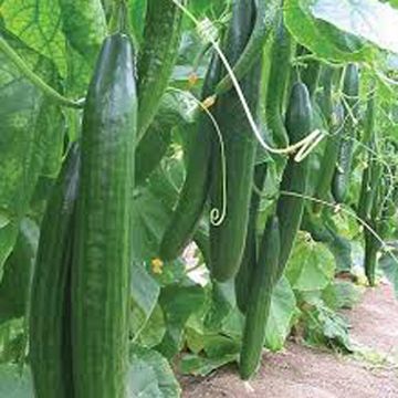 Italian Hybrid Cucumber Seeds - 30 pcs