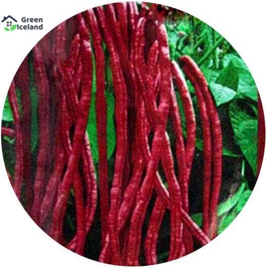 Long Bean Seeds (লাল বরবটি বীজ) - 50 Pcs Seeds