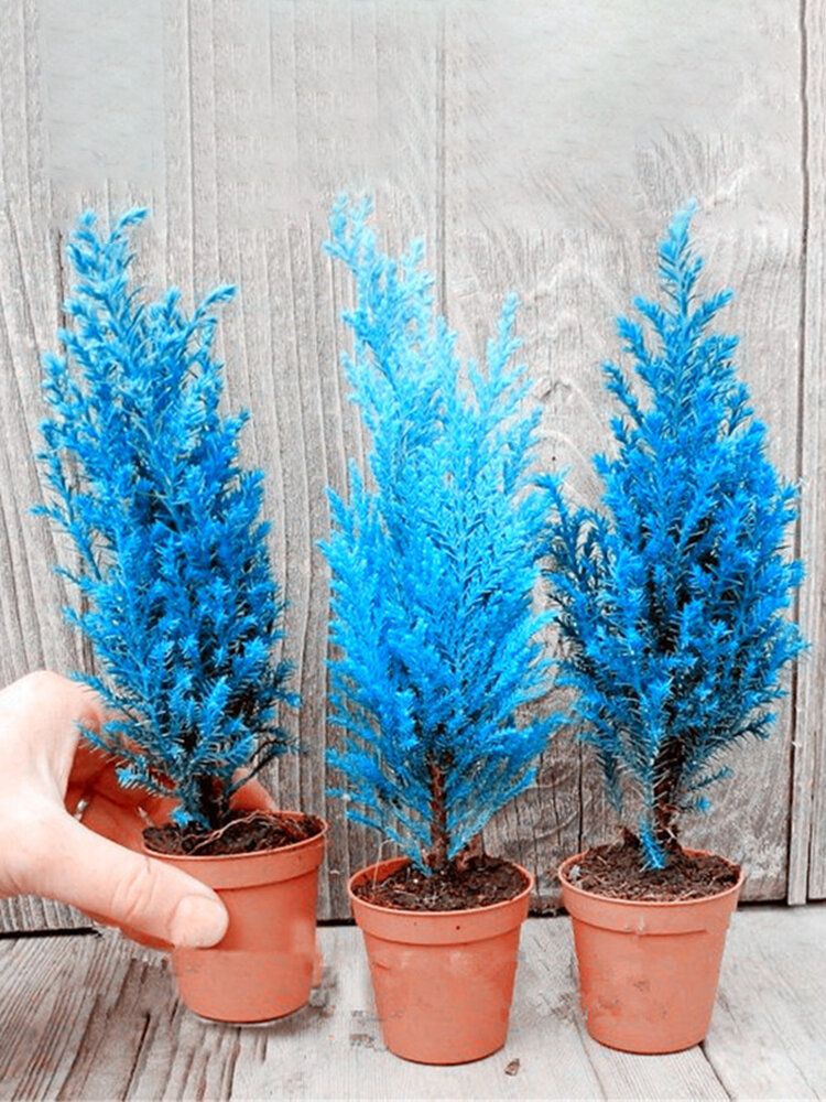 (All Season) Rare Blue Cypress Tree Seeds - 10 Pcs Seeds
