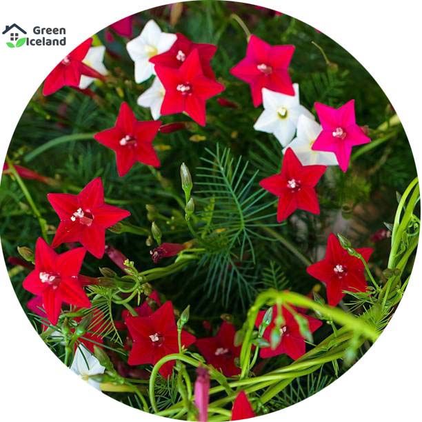 Kunjo Flower Seeds (কুঞ্জফুল বিজ) - 20 Pcs Seeds