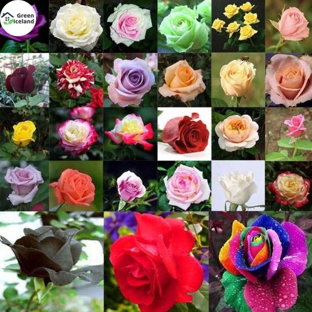 30 Pcs All Season Mix Colour Roses Flower Seeds - 20 Pcs Seeds