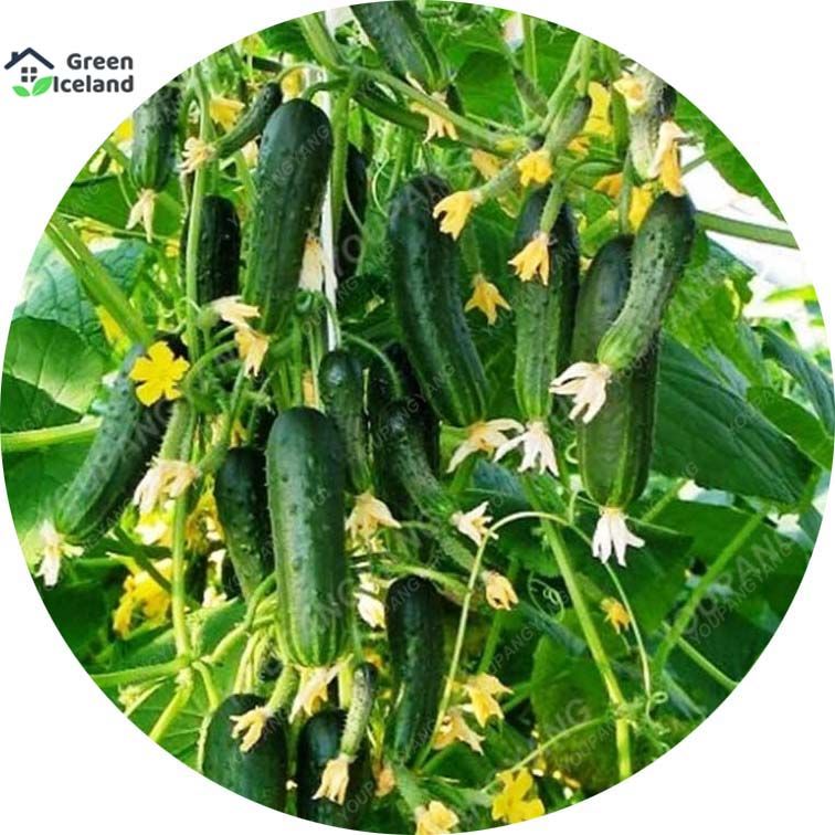 All Season Cucumber Seeds (শশা বীজ) - 50 Pcs Seeds