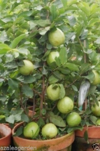 Thai-7 Guava Seed (থাই 7 পেয়ারা) Seed/বীজ- 25 পিছ