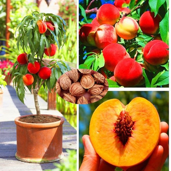Peach tree Plantas,easy to grow,sweet peach tree bonsai plant & seeds for garden-10Pcs seeds