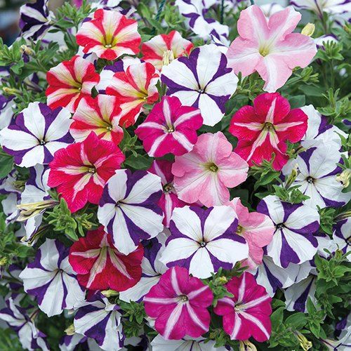 Petunia Flower Seeds(Seeds) - 20 Pcs Seeds