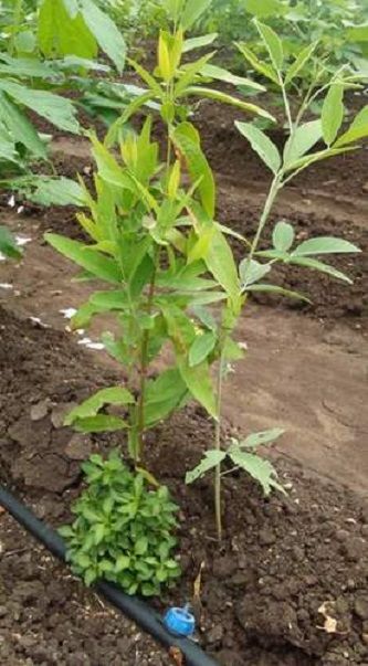 Blood Sandalwood Tree Seeds- 2Pcs seeds