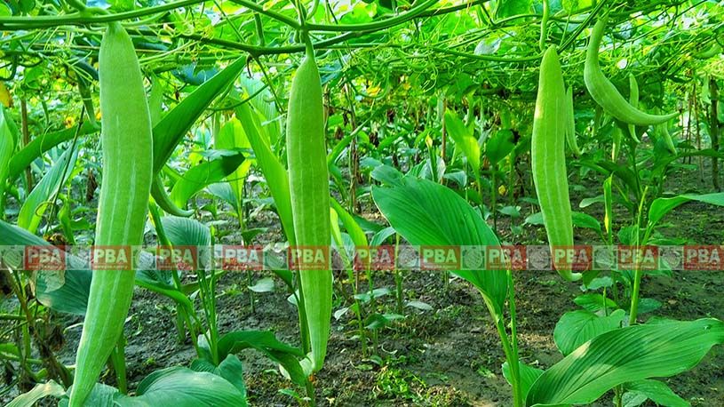 All Season Chichinga/Kushi Seeds (চিচিংগা) - 10 Pcs Seeds
