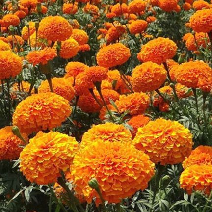 Mariegold Flower Bonsai Seeds -100 pcs (থোকা গাঁদা) Global Seeds