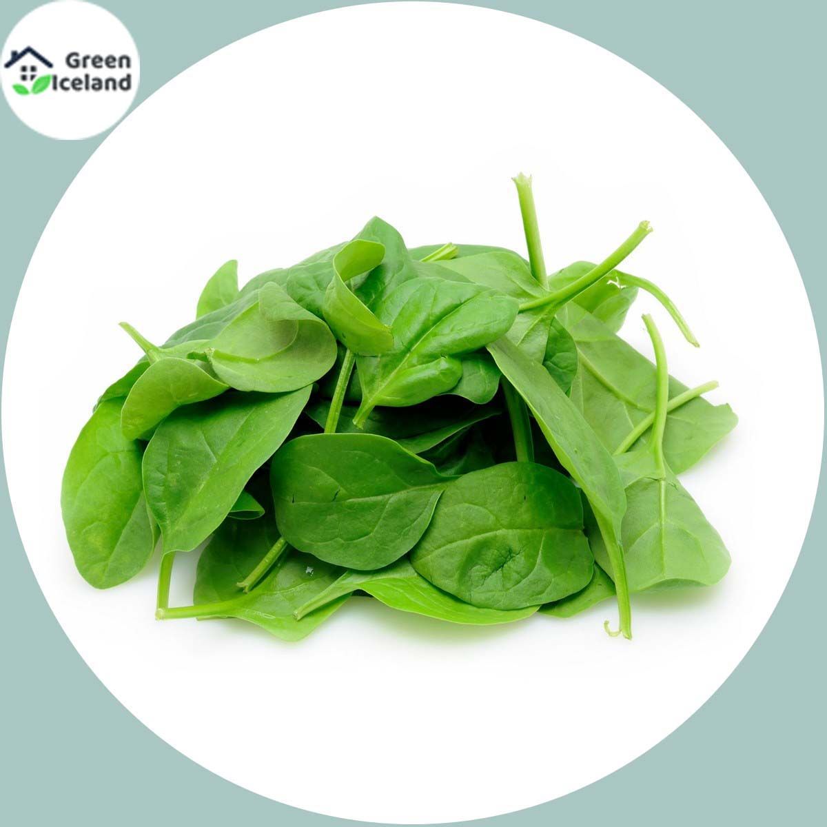 Spinach / Palong Shak Seeds (পালং শাক বীজ) - 100 Pcs Seeds
