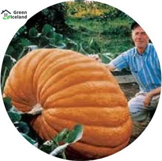 5 Pcs Global Hybrid Pumpkin Seeds (হাইব্রিড মিষ্টিকুমড়া বীজ) - 5 Pcs Seeds
