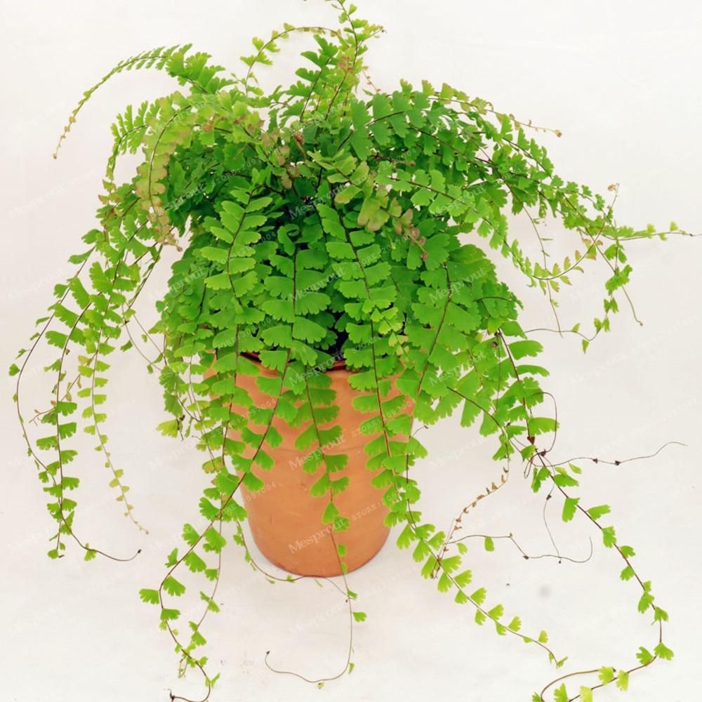 30 pcs  seeds Adiantum Capillus Maidenhair Fern Bonsai Cultivation Is Easy Suitable For Indoor Perennial Potted Ornamental