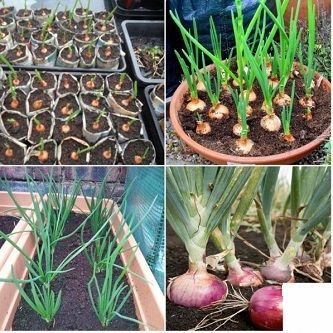 Imported F1 Hybrid Spring Cut Bunching Onion Seeds - 100 Piece