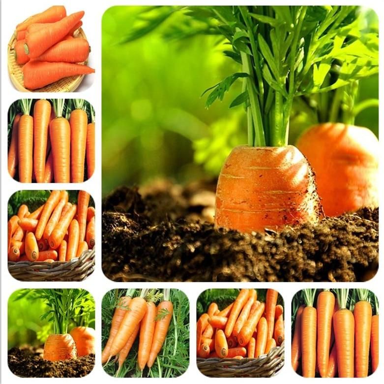 hot sale rare and delicious five-inch carrot Flowers for a perennial garden Vegetable Bonsai
