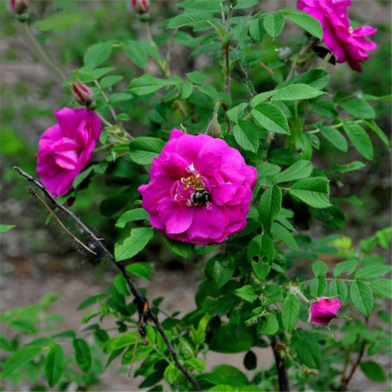 39 Pcs Red Thorn Rose Seeds Red Thorn Rosa Rugosa Tree Semente Plant Flower Seeds