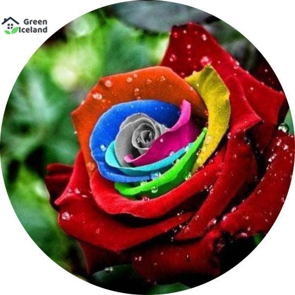 Rainbow Roses Flower Seeds- 30 Pcs Seeds