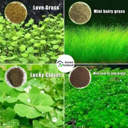 50 Pcs Aquarium Green Grass Plants Seeds