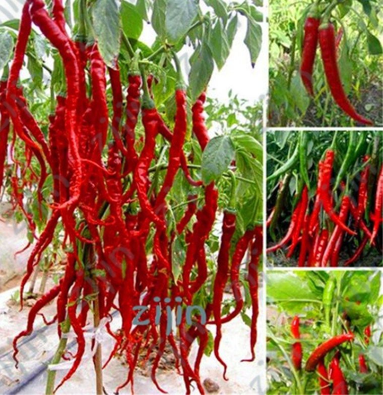 Thai Sun Hot Pepper Capsicum annuum Ornamental BeautifulChili bonsais Mini Hot-50Pcs seeds