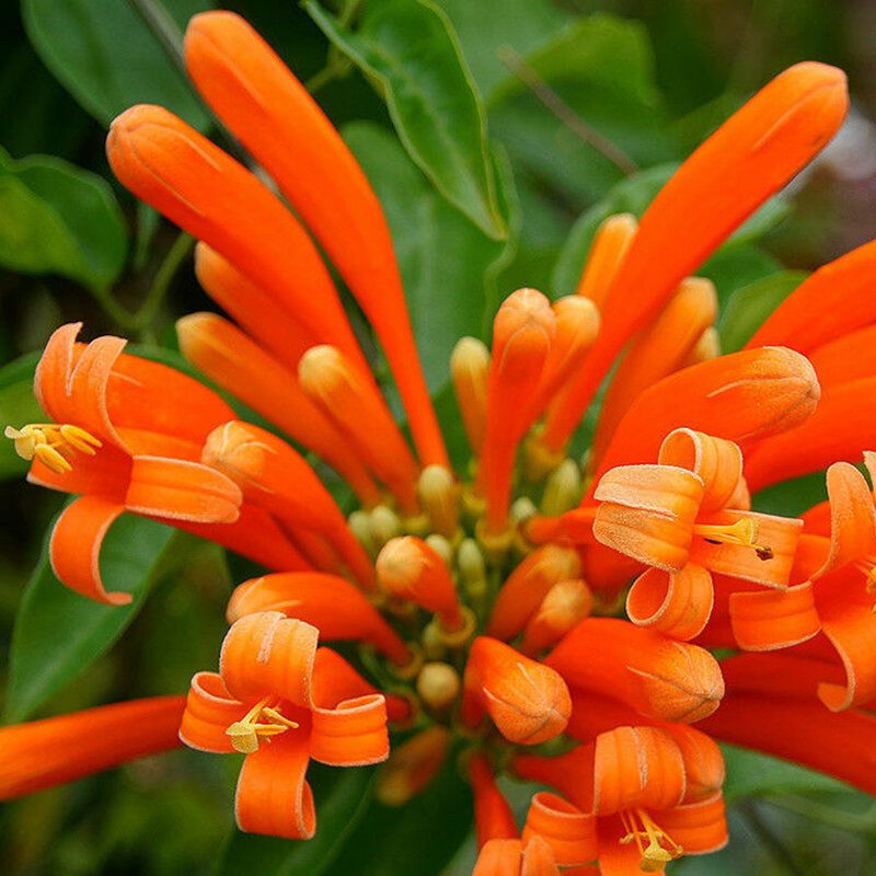 Orange Campsis Grandiflora Seeds Pyrostegia Perennial Climbing Garden Decorations-10 pcs seeds