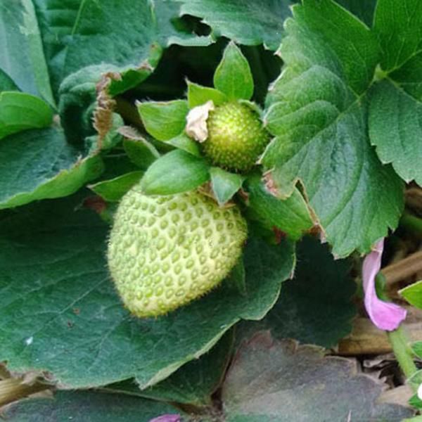 Natural Green Strawberry Seeds Garden Fruit Seeds Heirloom Super Strawberry Garden Seeds- 20 Pcs Seeds