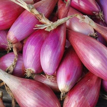 (All seasons) Red Onion Vegetale Seeds - 100 Pcs seeds