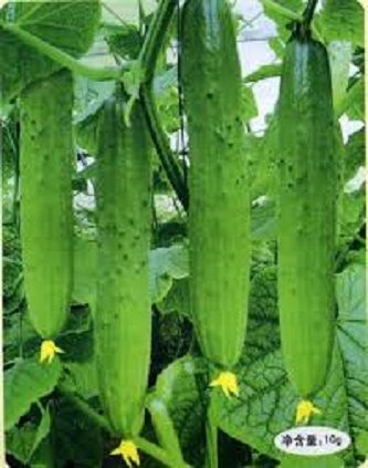 Ring Excellent Dry Vegetable Bonsais Cucumber Bonsais 50 Pcs seeds