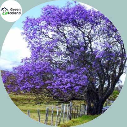 10 Pcs Rare Jacaranda bonsai tree Seeds