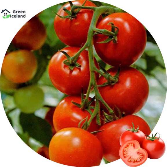 Global Red Tomato Bonsai Seeds - 30 Pcs Seeds