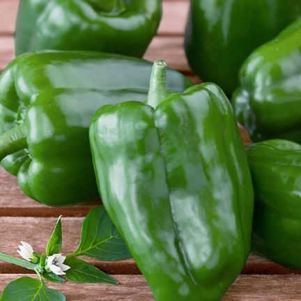 Green Chilly Seeds BANGLADESHI (?????? ???) - 10 pieces