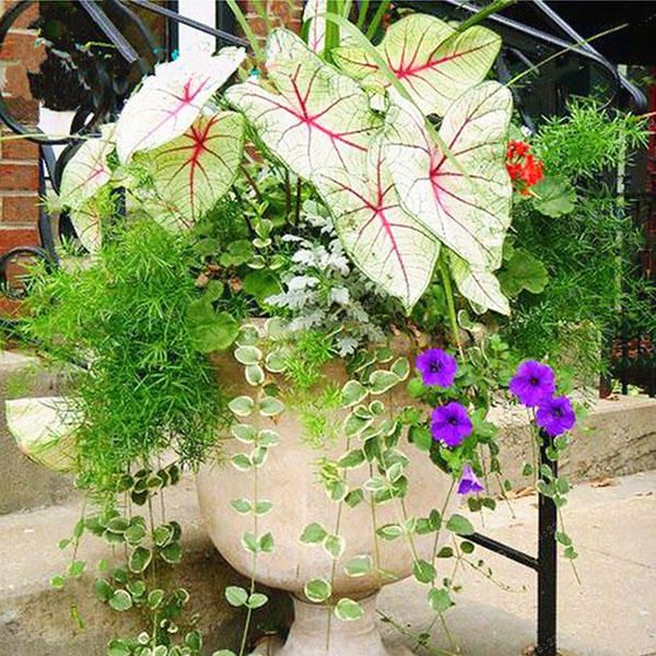 50 cs/Pack Colorful Janpanse Coleus Seeds Garden Foliage Plants Flowers Bonsai