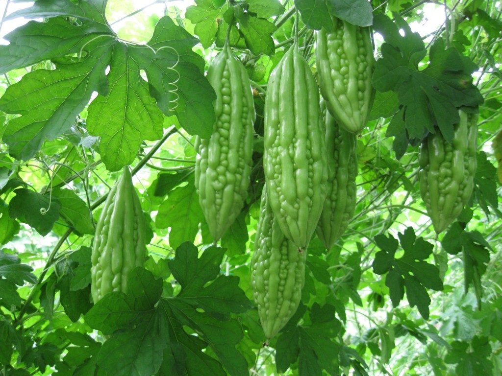 Balsom Pear Seeds- 10 Pieces seeds