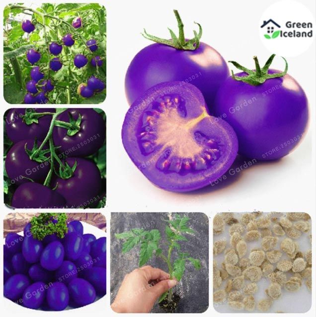 Natural Delicious Rainbow Tomato Bonsai Seeds - 15 Pcs Seeds