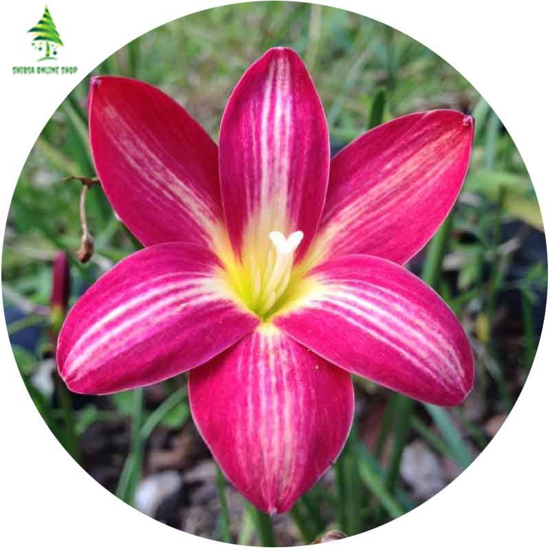 10 Pcs Natural Mixed Zephyranthes Lily Flower Bonsai Seeds