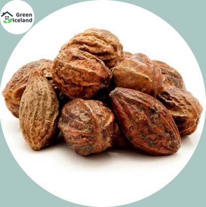 Haritoki/ Chrysanthemum Seeds (হরিতকি বীজ) - 10 Pcs Seeds
