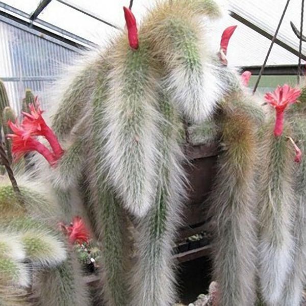 5Pcs Succulent Plant Seeds  Sementes Cactus Hildewintera Colademononis Plants Succulents Seeds DIY Home Garden Plants Seeds