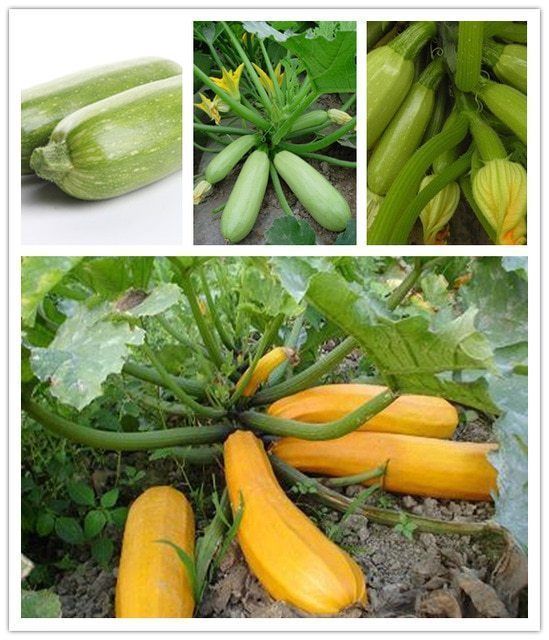5Pcs Gold Squash Bonsais Vegetable Bonsais- 5Pcs seeds