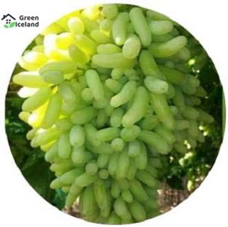 All Season Grape Seeds- 20 Pcs Seeds