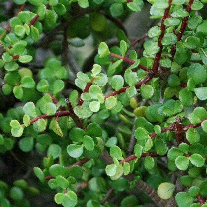 50 Pcs/Pack Succulent Seeds Dwarf Jade Portulacaria Bonsai for Home Garden Plant