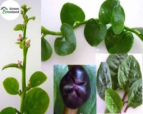 All Season Puishak Seeds (???? ??? ???) - 50 Pcs Seeds